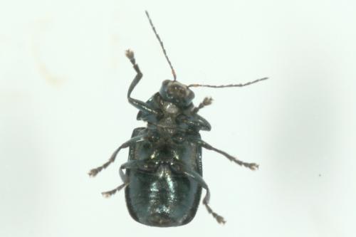 Cryptocephalus sp.
